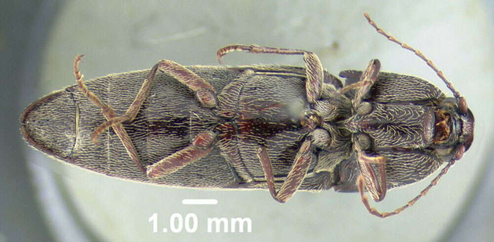 Image de <i>Melanotus sagittarius</i>