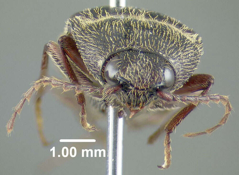 Image de <i>Melanotus sagittarius</i>