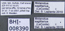 Image of <i>Melanotus sagittarius</i>