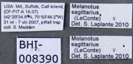 Image de <i>Melanotus sagittarius</i>