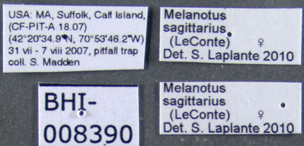 Image de <i>Melanotus sagittarius</i>