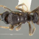 Image of Dark guest ant