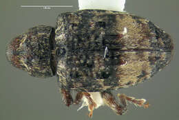 Image of Conotrachelus buchanani Schoof 1943