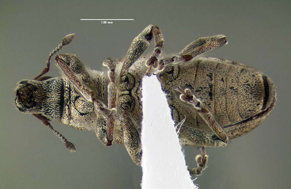 Image of Sweetclover Weevil