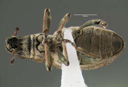 Image of Clover Root Weevil