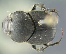 Image of Scooped Scarab