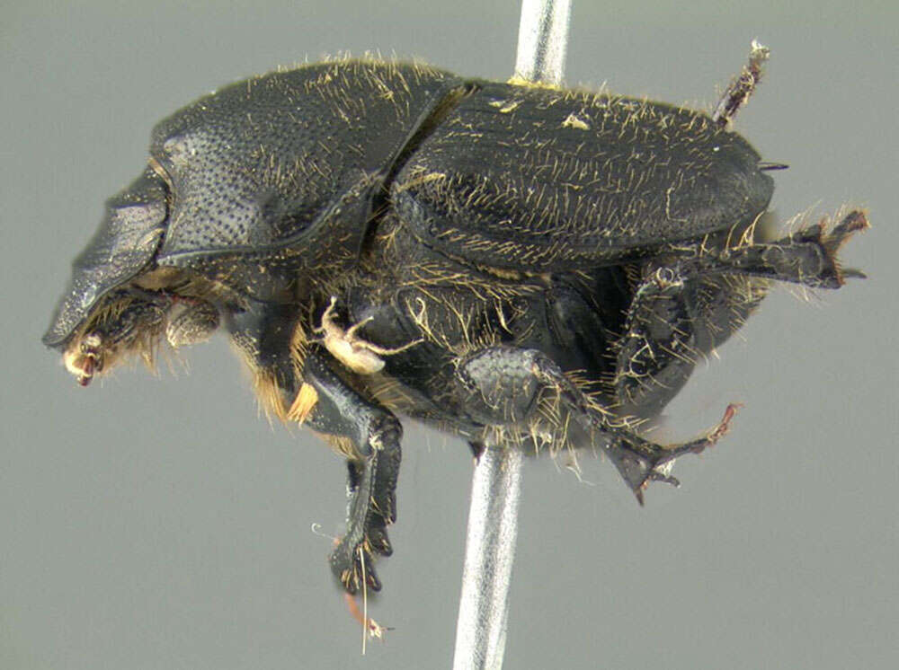 Image of Scooped Scarab