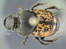 Image of Onthophagus (Palaeonthophagus) nuchicornis (Linnaeus 1758)