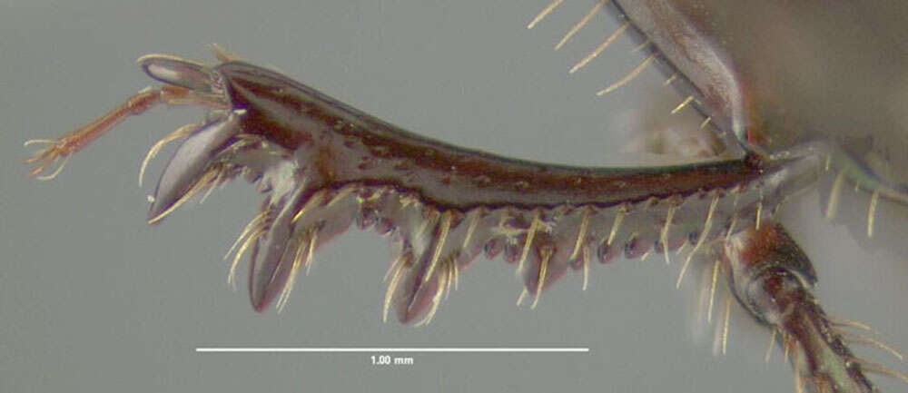 Image de Onthophagus striatulus (Palisot de Beauvois 1809)