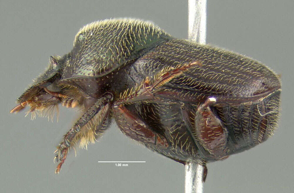 Image of Onthophagus striatulus (Palisot de Beauvois 1809)