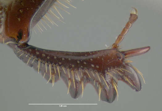 Image de Onthophagus taurus (Schreber 1759)