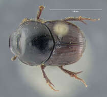 Image of Bull Headed Dung Beetle