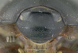 Image of Bull Headed Dung Beetle