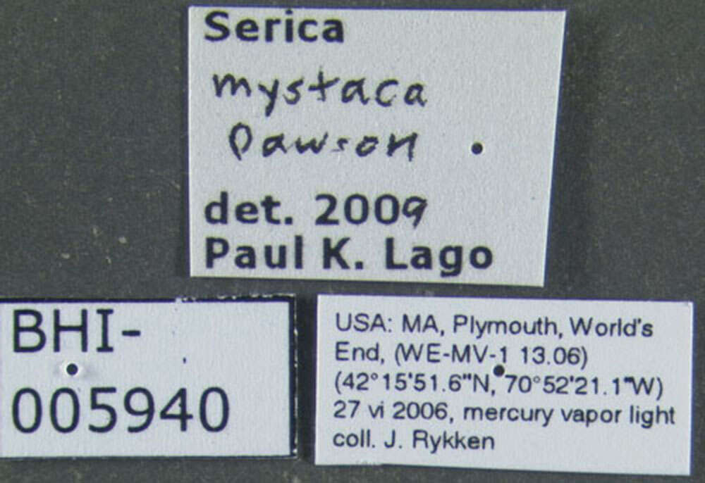 Image of Serica mystaca Dawson 1922