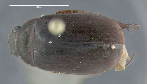 Image of Serica sericea (Illiger 1802)