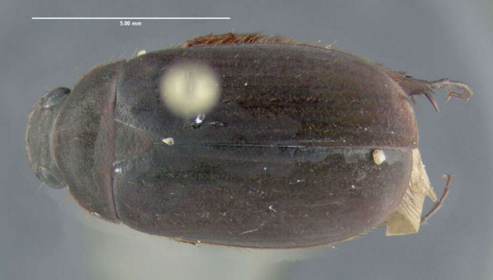 Image of Serica sericea (Illiger 1802)