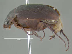 Image of Serica sericea (Illiger 1802)