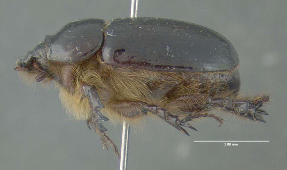 Tomarus gibbosus (Degeer 1774) resmi