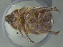 Tomarus gibbosus (Degeer 1774) resmi