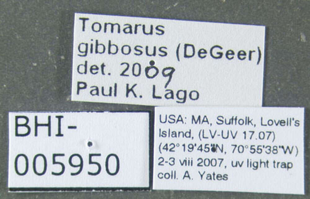 Tomarus gibbosus (Degeer 1774) resmi