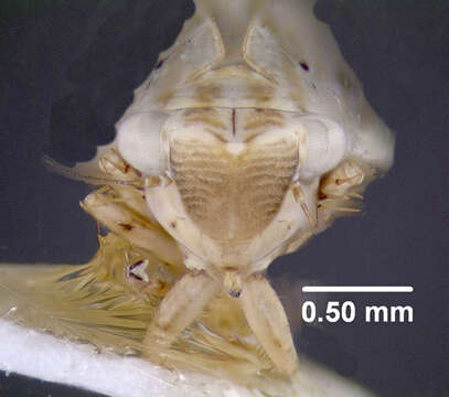 Image of Diplocolenus (Diplocolenus) configuratus Uhler 1878