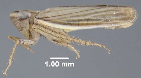 Athysanus argentarius Metcalf 1955 resmi