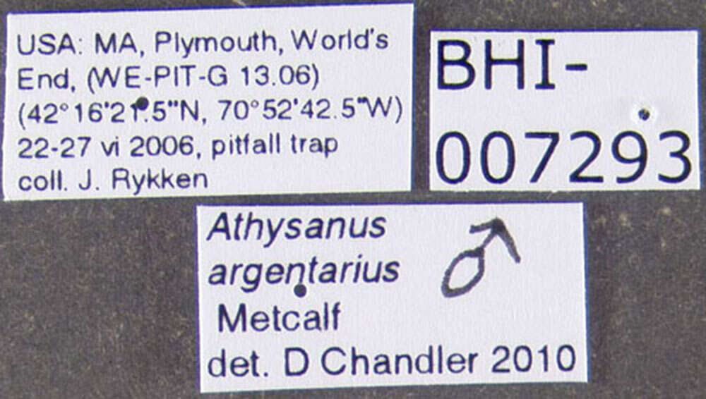 Athysanus argentarius Metcalf 1955 resmi