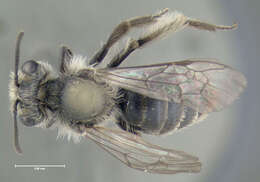 Image of Andrena distans Provancher 1888
