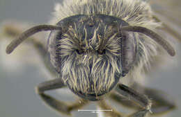 Image of Andrena distans Provancher 1888