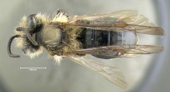 Imagem de Andrena dunningi Cockerell 1898