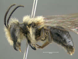 Imagem de Andrena dunningi Cockerell 1898