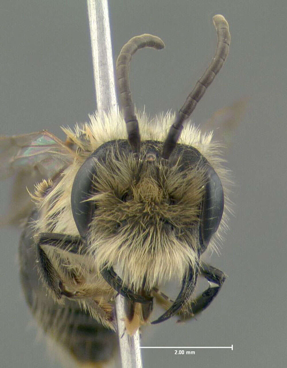 Imagem de Andrena dunningi Cockerell 1898