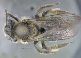 Image of Andrena forbesii Robertson 1891