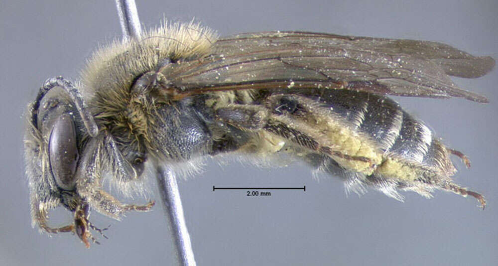 Image of Andrena forbesii Robertson 1891