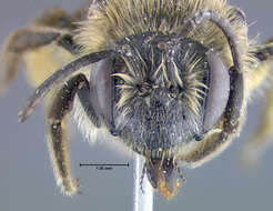 Imagem de Andrena forbesii Robertson 1891