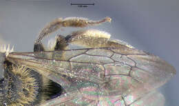 Image of Andrena forbesii Robertson 1891