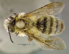 Imagem de Andrena hirticincta Provancher 1888