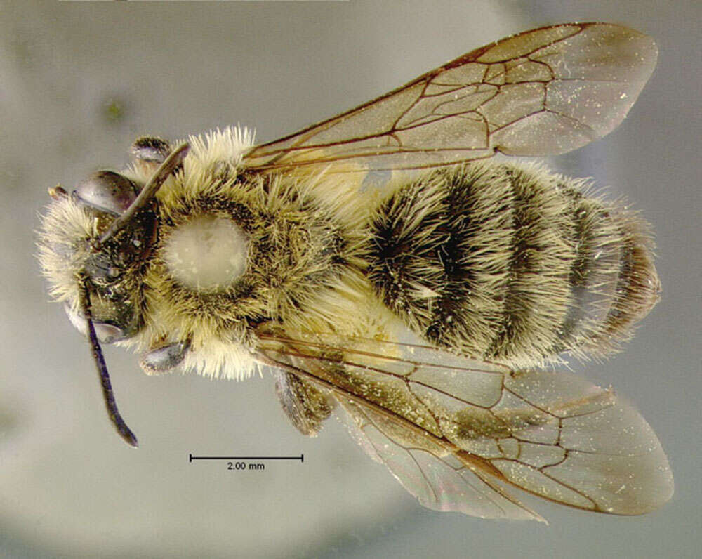 Imagem de Andrena hirticincta Provancher 1888