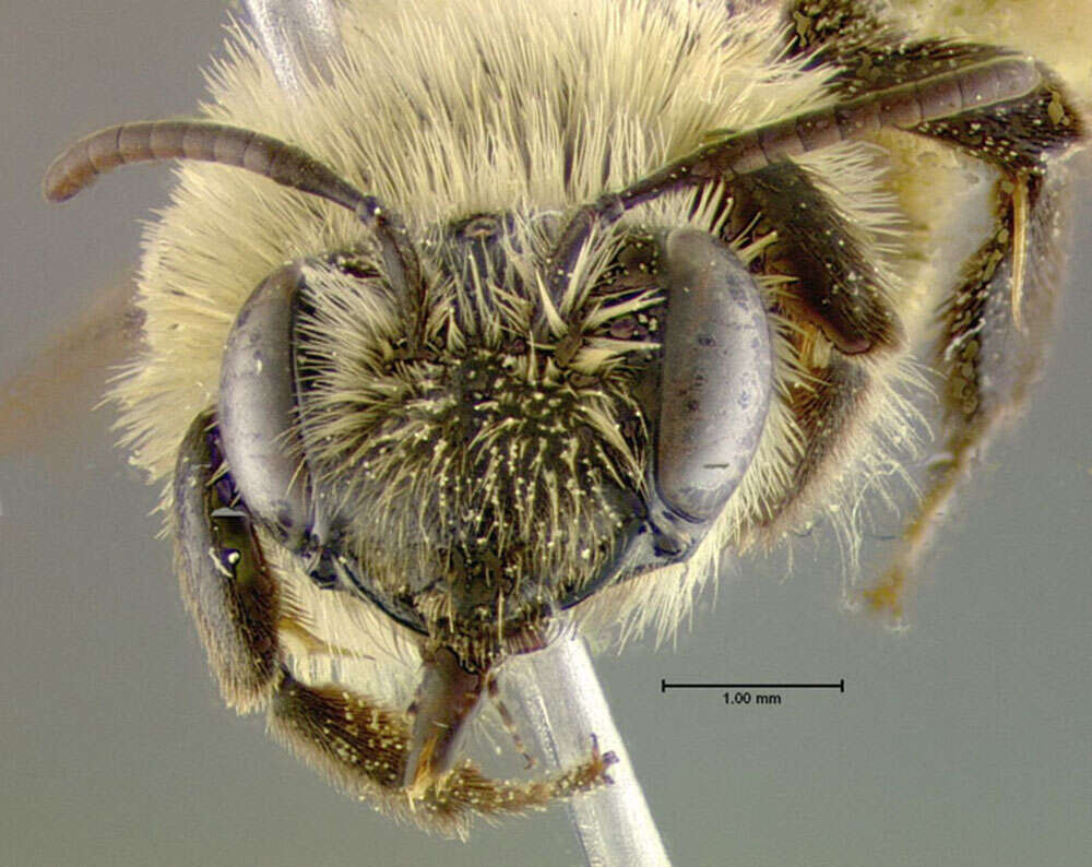 Imagem de Andrena hirticincta Provancher 1888