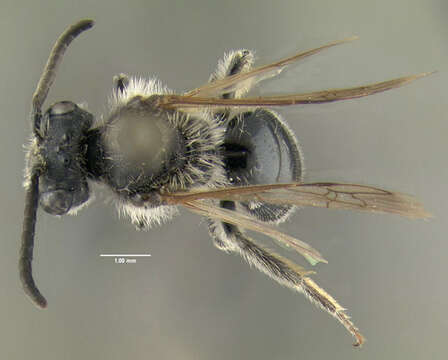 Image of Andrena imitatrix Cresson 1872