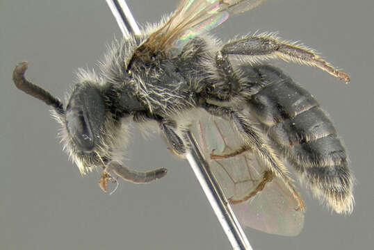 Image of Andrena imitatrix Cresson 1872