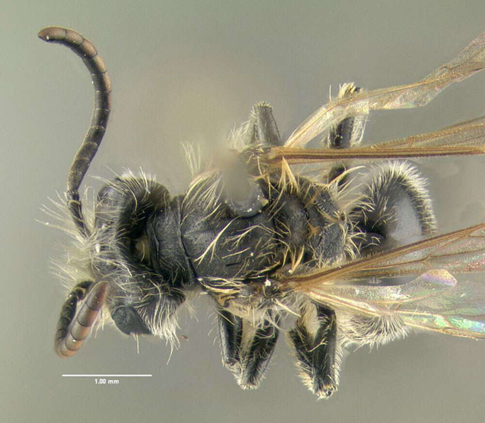 Image of Milwaukee Andrena