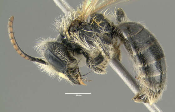 Imagem de Andrena milwaukeensis Graenicher 1903