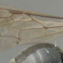 Image of Andrena morrisonella Viereck 1917