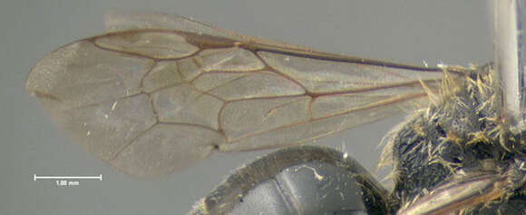 Image of Andrena morrisonella Viereck 1917