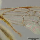 Image of Andrena perplexa Smith 1853