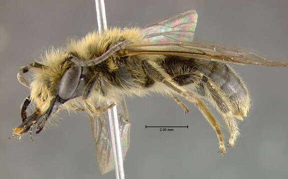 Imagem de Andrena perplexa Smith 1853