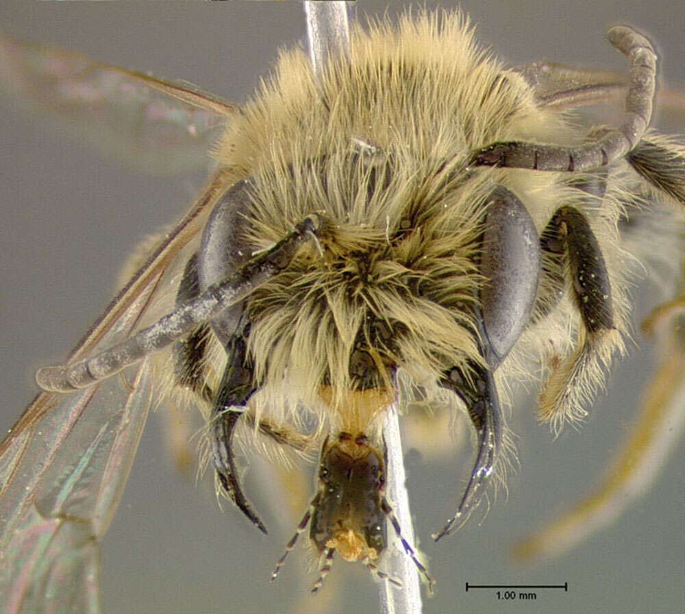 Image of Andrena perplexa Smith 1853