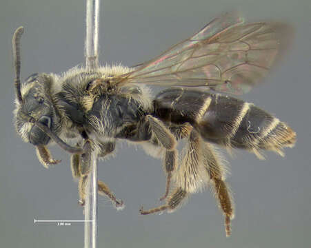 Imagem de Andrena robertsonii Dalla Torre 1896