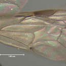 Image of Andrena spiraeana Robertson 1895
